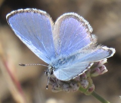 Euphilotes enoptes bayensis