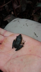 Pristimantis thectopternus