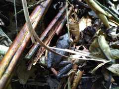 Pristimantis thectopternus