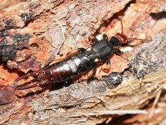 Nesogaster ruficeps