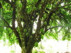 Crescentia alata