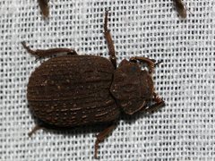 Omorgus australasiae