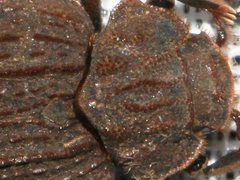 Omorgus australasiae