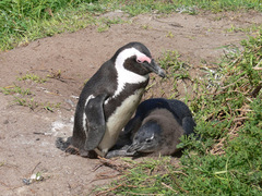 African Penguin photo 4