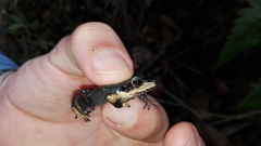 Pristimantis thectopternus