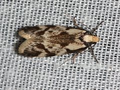 Palimmeces variegata