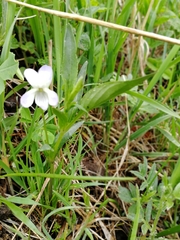 Viola accrescens