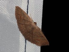 Casbia melanops