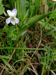 Viola accrescens