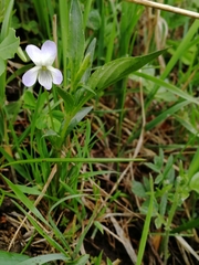 Viola accrescens