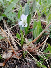 Viola accrescens