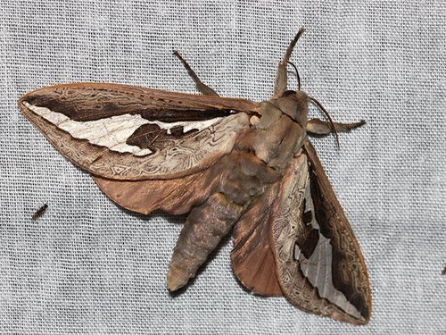 Labyrinthine Ghost Moth