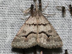 Dichromodes mesogonia