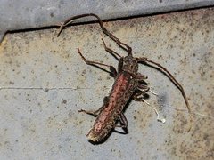 Phlyctaenodes pustulata