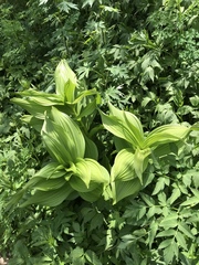 Veratrum viride