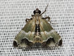 Arescoptera idiotypa