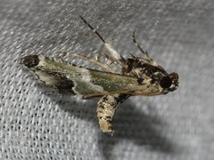 Arescoptera idiotypa