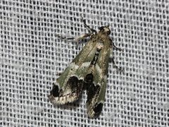 Arescoptera idiotypa