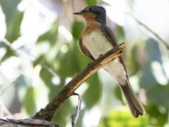 Myiagra cyanoleuca