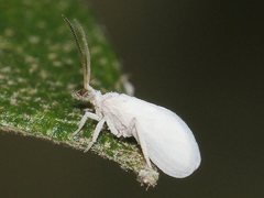 Coniopteryx maculithorax