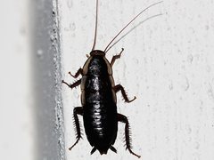 Drymaplaneta communis