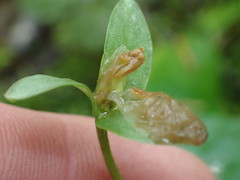 Pseudotrillium rivale