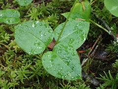 Pseudotrillium rivale