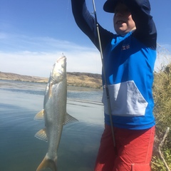 Ptychocheilus oregonensis