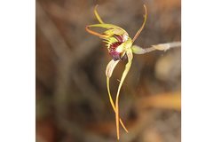 Caladenia dilatata