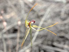 Caladenia dilatata