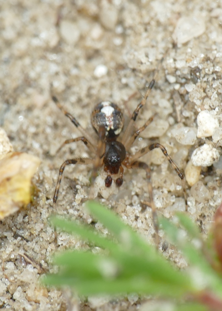 Theridion harmsi