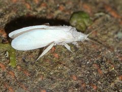 Coniopteryx maculithorax