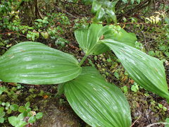 Veratrum insolitum