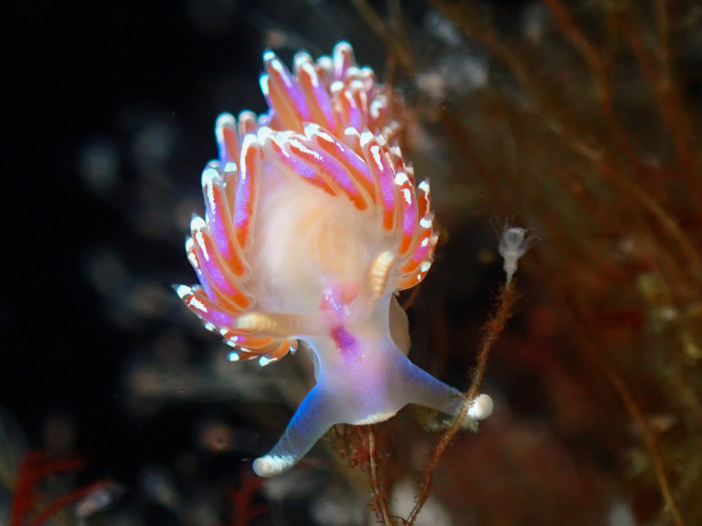 slender facelina