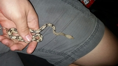 Bogertophis subocularis