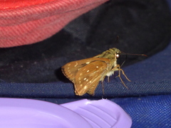 Pithauria marsena
