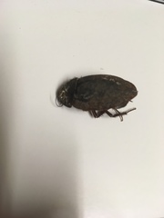 Homoeogamia mexicana