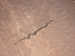 Sistrurus tergeminus