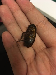 Homoeogamia mexicana