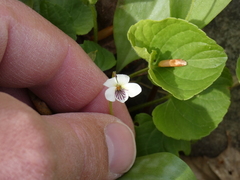 Viola renifolia