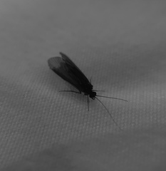 Annulipalpia