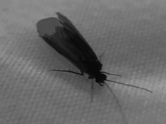 Annulipalpia