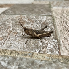 Phlaeoba antennata