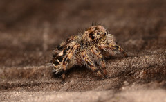 Phidippus putnami