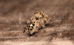 Phidippus putnami
