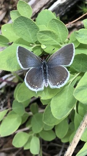 Western Tailed-Blue