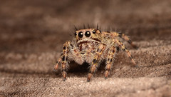 Phidippus putnami