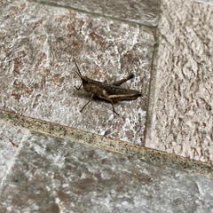 Phlaeoba antennata
