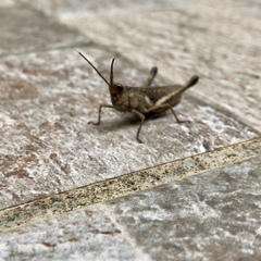 Phlaeoba antennata