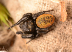 Phidippus texanus
